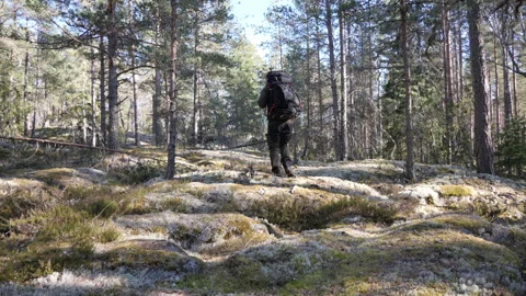 Mossy Pine Forest Landscape with Sunlit Trees Vídeo Stock 333581632