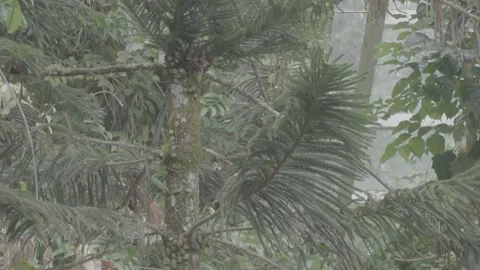 Mossy Pine Tree Branches in Tropical Forest Stock Footage 345471157