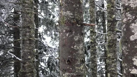 Mossy pine tree trunks in dense forest during light snowfall - Natural Scenery Stock Footage 339479354