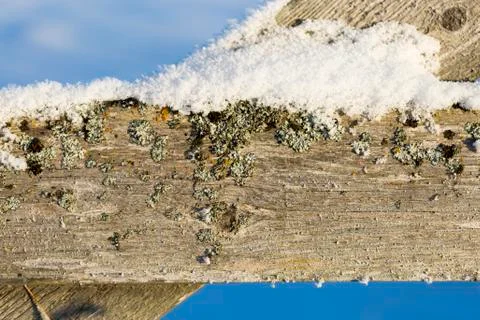 Mossy Plank with Snow Stock Photos