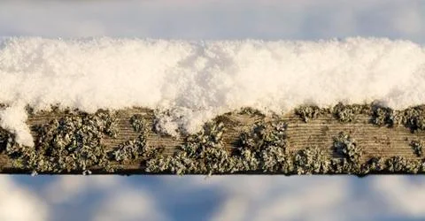 Mossy Plank with Snow Stock Photos