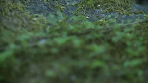 Mossy rack focus Stock Footage 23390596
