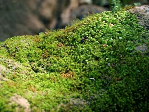 Mossy rain forest Stock Photos