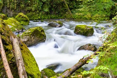Mossy Rapids Flowing Through Forest Gorge Stock Photos
