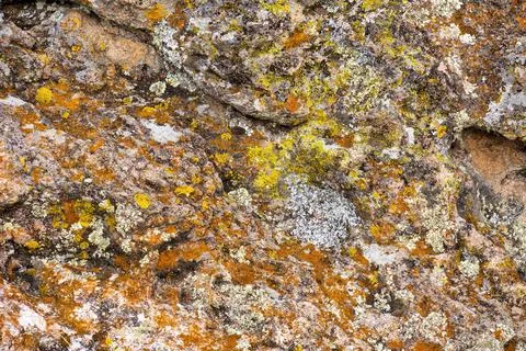 Mossy red rock texture background Stock Photos