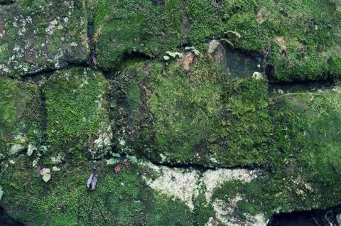 Mossy Rock Background Stock Photos