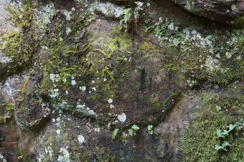 Mossy Rock Background Stock Photos