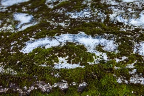 Mossy rock close up Stock Photos