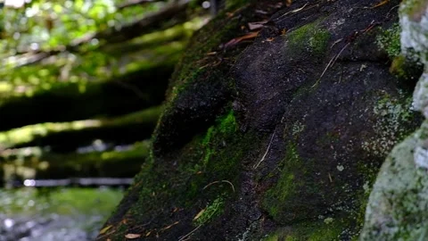 Mossy Rock at the edge of stream - Slow Motion Stock Footage 244180162
