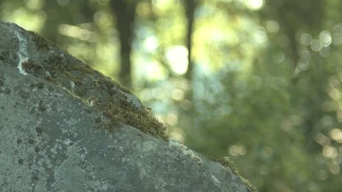 Mossy Rock Stock Footage 79628862