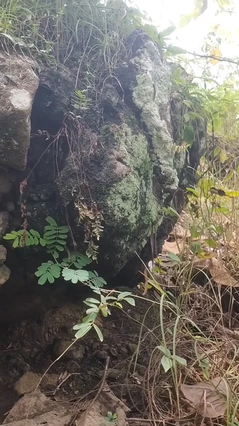 Mossy Rock in the Forest Stock Footage 329534858