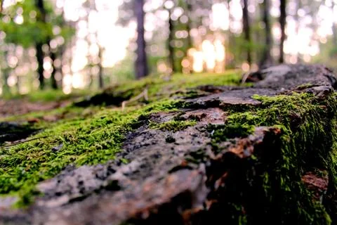 A mossy rock in the forest Stock Photos