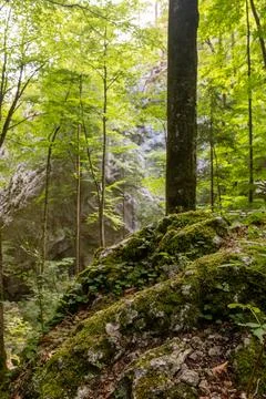 Mossy rock in the forest Stock Photos