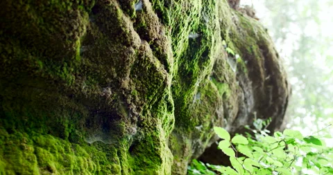Mossy Rock Formation with Spider Webs in Lush Green Forest Closeup Stockbeeldmateriaal 330108574
