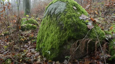 Mossy rock in Grumsin Beech Forest, Biosphere Reserve Schorfheide-Chorin, Stock Footage 18008644