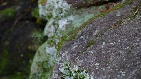 Mossy rock to Gushing stream - Slow Motion Stock Footage 244180216