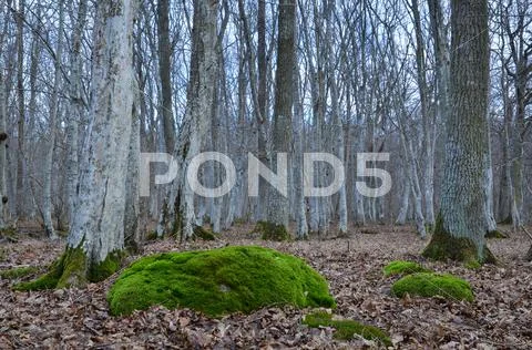 Mossy rock in mystic forest Stock Photos