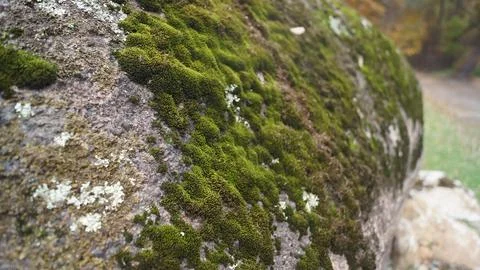 Mossy Rock Patch in Sunlight Stock Photos