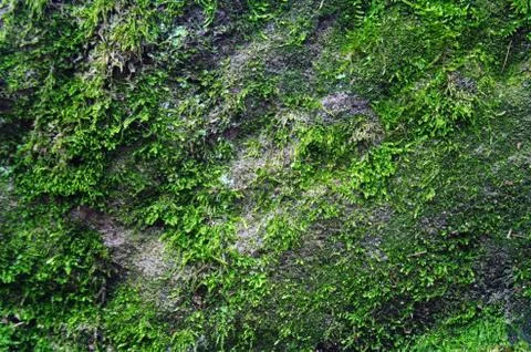 Mossy Rock Stock Photos