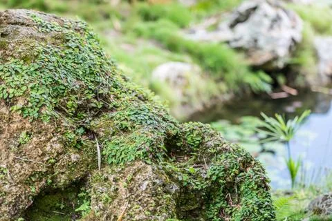 Mossy rock Stock Photos
