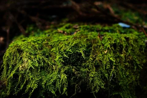 Mossy rock Stock Photos