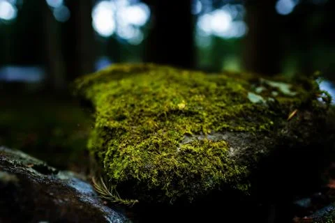 Mossy rock Stock Photos