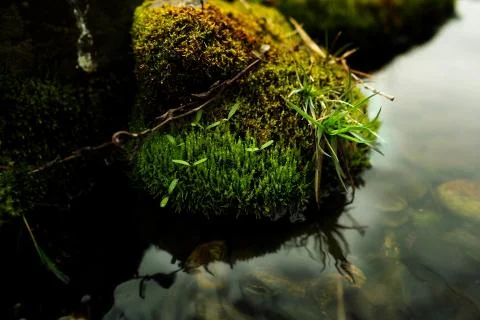 Mossy rock Stock Photos