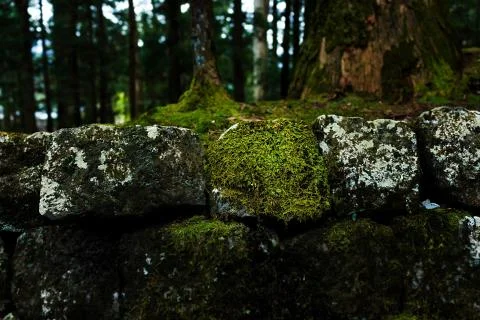 Mossy rock Foto stock