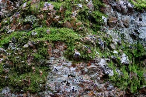 Mossy rock Stock Photos