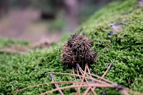 A mossy rock Stock Photos
