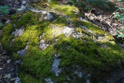 Mossy Rock Stock Photos