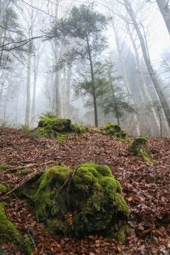 Mossy rock Stock Photos