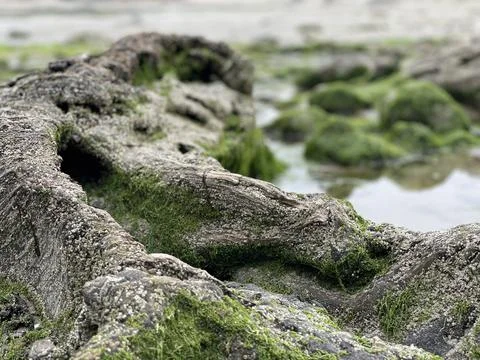 Mossy rock Foto stock