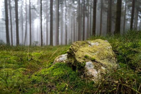 Mossy Rock Stock Photos