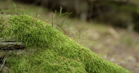 Mossy rock in a pine forest 動画素材 49174138