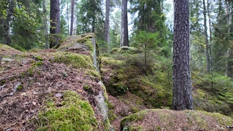 Mossy Rock in a Pine Forest Stock Footage 347681810