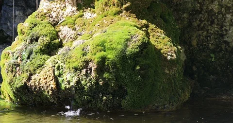 Mossy Rock In Pond Stock Footage 117365113