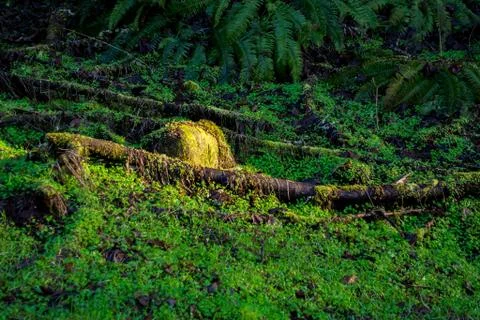 Mossy Rock in the Sun Stock Photos
