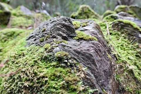 Mossy rock surfa Stock Photos
