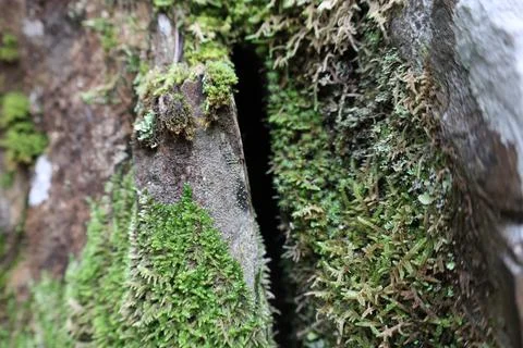 Mossy rock surfa Stock Photos