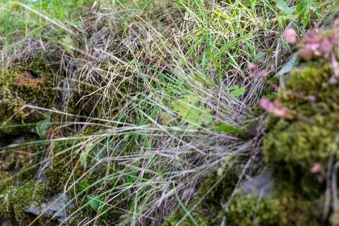 Mossy Rock Surface With Dry Grass And Leaves Stock Photos