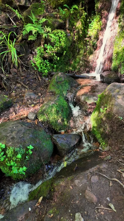 A mossy rock is surrounded by green plants and a stream Stock Footage 287282894