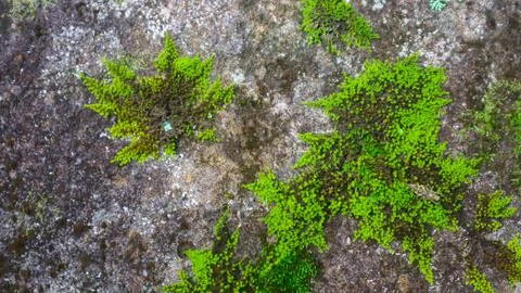 Mossy rock texture as background Stock Photos