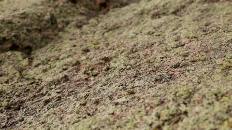 Mossy rock texture Stock Footage 90821258