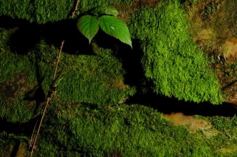Mossy rock texture Stock Photos