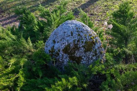 Mossy Rock Texture Stock Photos
