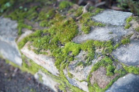 Mossy rock-wall Stock-Fotos
