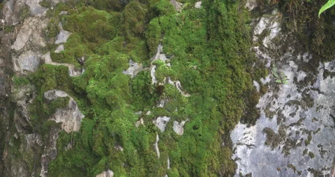 Mossy Rocks And Algae in Water Stock Footage 335590993