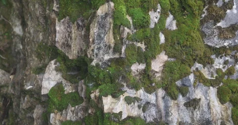 Mossy Rocks And Algae in Water 스톡 동영상 335591190