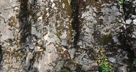 Mossy Rocks And Algae in Water Видео 335617321